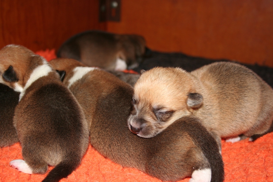 Puppies